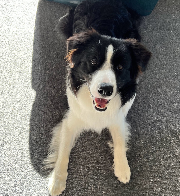 Dog Training ABC Dogs Dunedin and Mosgiel, NZ. Local dog trainers